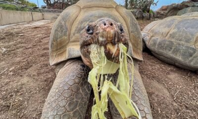 Muere Jonathan, la tortuga que vivió dos guerras mundiales y el mandato de 20 presidentes de EE.UU.