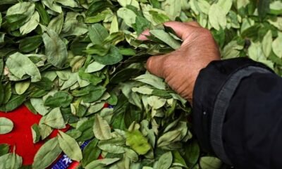 OMS mantiene la coca entre sustancias más peligrosas por su fácil conversión en cocaína