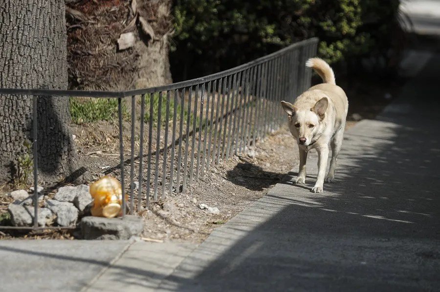 Polémica en México por el sacrificio de más de 10.000 perros entre críticas a su legalidad